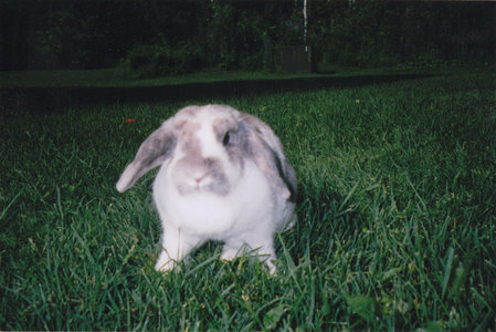  This is a picture of my bunny. She is a holland lop named Lucky.