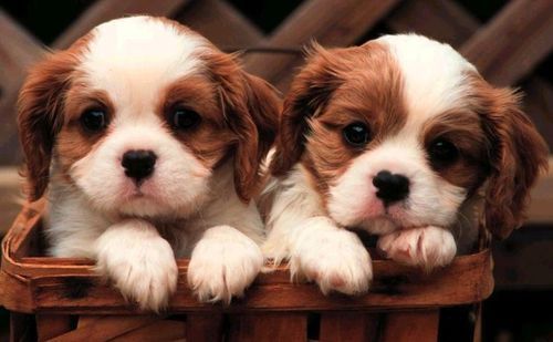  these r iz my twin puppies