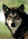  This is the wolf that lilly sees in the bush....