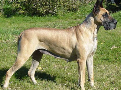 deutsche dogge