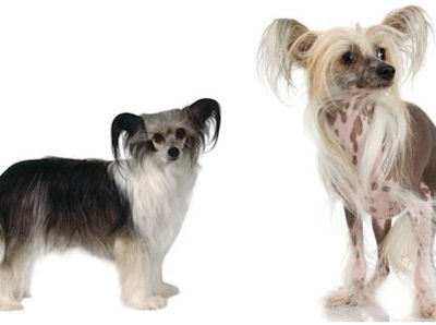  Chinese Crested