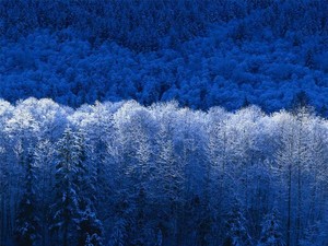  winter trees