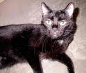  In memory of Onyx, no this is not a real pic of him but similar to wat he looked like!
