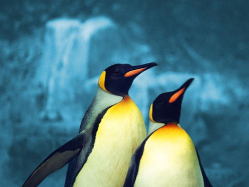 pinguin, penguin