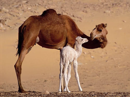 kameel, camel