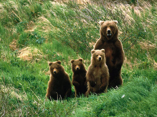  Brown oso, oso de