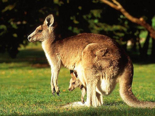 kangaroo, kangaruu