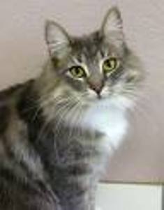  this is a pic of the brown and gray she-cat that i attacked!