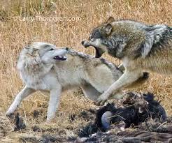  Shadow(me) fighting with another serigala, wolf