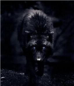  Duncan as a serigala, wolf