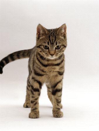 Also, may I be a kit.  Lichenkit.  A dark tabby she-cat with a puffy tail and amber eyes?