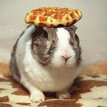  लोल There's a rabbit that can do that, I know. He balances waffles, वेफल्स too! I think his name was Oolong.
