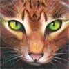  Can i change my name? i want 2 be Birdflight a brown tabby she cat with green eyes: