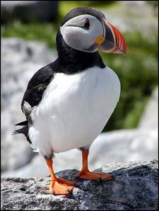  Here's what a puffin, پففان looks like: