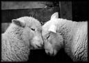  I hope to God te can copy and past off these... COME ON... Its lovable SHEEP!