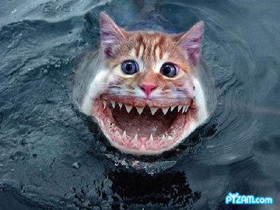  आप get a catshark. (Paris Hilton makes good bait) *inserts one of Dr.Blowhole's lobsters*