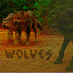  Wolves;
