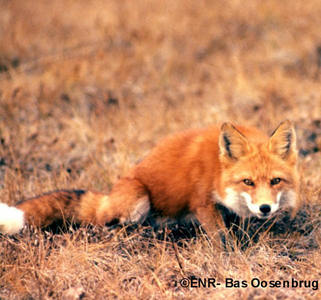 I think I'll join.

Name:Suni
Animal:Fox
Gender:Female
Personality:Cautious,aware of my surroundings,