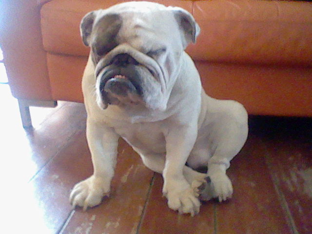 english bulldog wallpaper. I have a English Bulldog Check out my pic. He is a soft as anything
