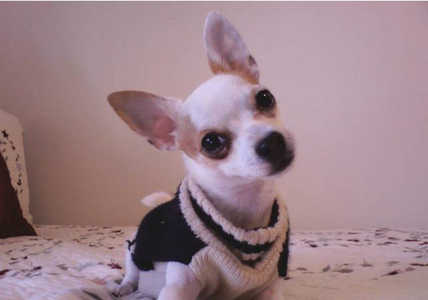  I have a chihuahua named Max who is the tình yêu of my life!!