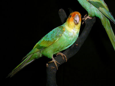  The Carolina Parakeet (Conuropsis carolinensis) is extinct. Help! It became a inayopendelewa parrot, kasuku of mine