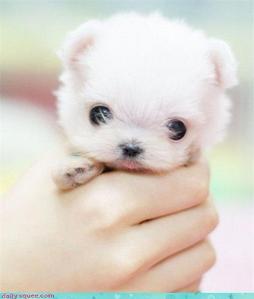i got this idea looking at the cutest doggie ever enjoy btw were all baby animals pic below is me