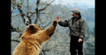 Bear giving man high five - animals photo