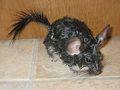wet chinchilla after bath - animals photo