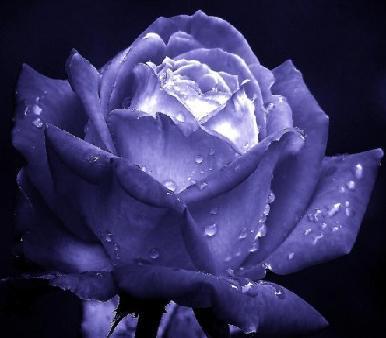  Blue mawar
