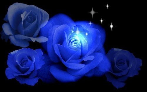  Blue 玫瑰