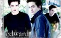 Twilight and New Moon Wallpapers - twilight-series wallpaper