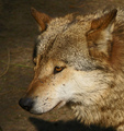 Wolves - wolves photo