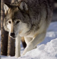 Wolves - wolves photo