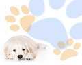 puppies - ♥ Puppies ♥ wallpaper