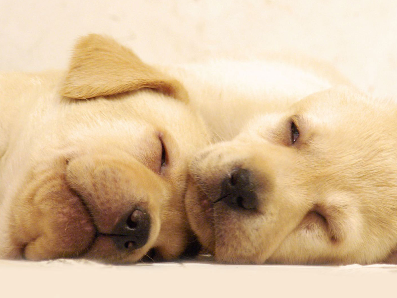 [Image: -Puppies-puppies-10290110-1600-1200.jpg]
