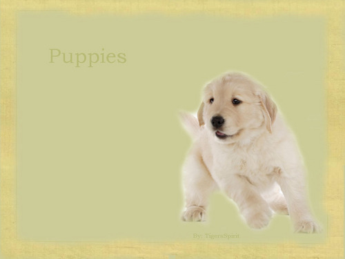 ♥ Puppies ♥