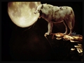 ~♥ Wolves ♥ ~ - wolves wallpaper