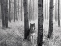 ~♥ Wolves ♥ ~ - wolves wallpaper