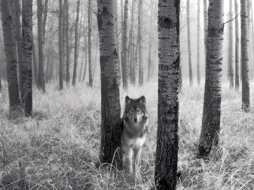 ~♥ Wolves ♥ ~