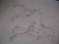 My draw wolves - drawing photo