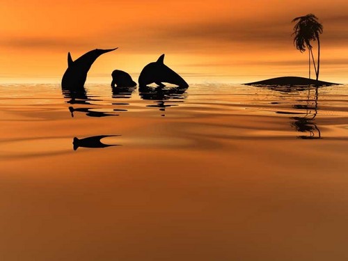 ~♥ Dolphins ♥ ~