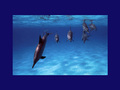 dolphins - ~♥ Dolphins ♥ ~ wallpaper