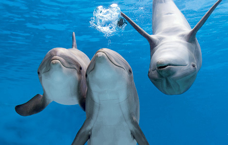 ~♥ Dolphins ♥ ~