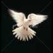Bird Of Peace - god-the-creator icon