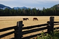 Horses, Camping - photography photo
