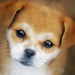 Puppy <3 - dogs icon