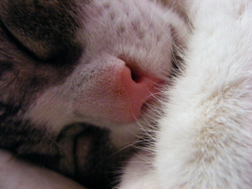 This is Teka....snoring!!!