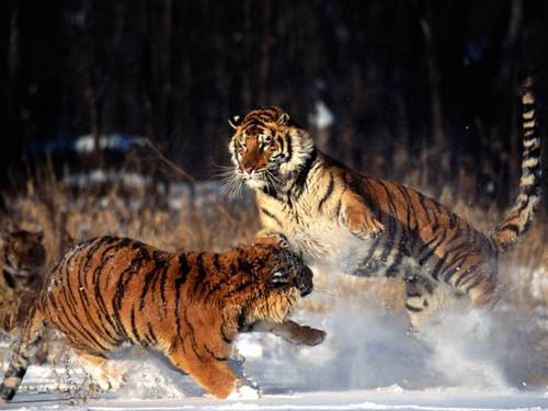 mga tigre