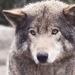Wolf  - wolves icon