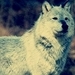 Wolf - wolves icon
